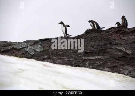 © PHOTOPQR/VOIX DU NORD/PIERRE ROUANET ; 28/02/2024 ; ANTARCTIQUE, LE 28/02/2024. Croisiere dite d'Expedition vers le Continent blanc, la peninsule Antarctique (continente australe, polo sud, Antartide, polo sud, glace, banquise, Iceberg), au dela du cercle polaire, par l'operateur touristique francais Exploris (membre de l'IAATO tourisme Responsible). Troisieme jour sur la peninsule Antarctique. L'ile Danco, Terre de Graham (Adrien de Gerlache). Manchots papou. FOTO PIERRE ROUANET LA VOIX DU NORD Feb 2024 cosiddetta crociera di spedizione verso il continente bianco, la penisola antartica (sud Foto Stock