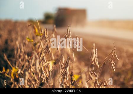 Baccelli di soia maturi pronti per la raccolta in campi coltivati con la silhouette di un trattore agricolo e di un rimorchio che sollevano la polvere su strade sterrate in estate Foto Stock