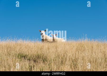 Zwei Schafe auf einer Deichkrone vor blauem Himmel an der Nordseeküste nello Schleswig-Holstein Foto Stock