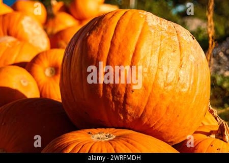 Zucche in vendita presso uno stand di vendita all'aperto in una giornata estiva autunnale o indiana in Baviera, Germania  MG 3687 Foto Stock