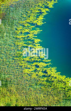 Ninfee su un lago nel Giura, paesaggio naturale astratto, vista aerea dal Belvedere des Quatres Lacs (punto panoramico dei quattro laghi), Francia Foto Stock