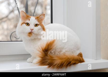 il gatto bianco con macchie rosse siede sul davanzale. gatto bianco seduto alla finestra Foto Stock