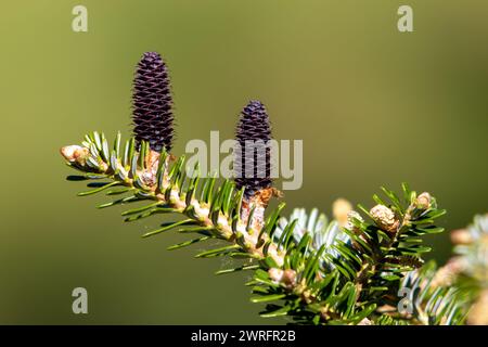 Piccoli coni freschi su un ramo di pino Foto Stock