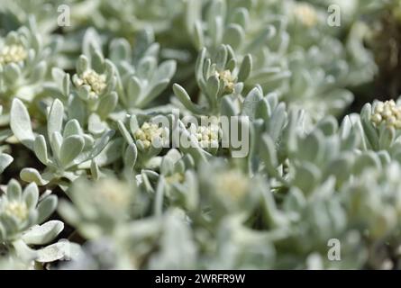 La flora di Lanzarote - Helichrysum gossypinum, lana cotone eterna, specie vulnerabili Foto Stock