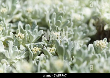 La flora di Lanzarote - Helichrysum gossypinum, lana cotone eterna, specie vulnerabili Foto Stock