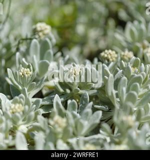 La flora di Lanzarote - Helichrysum gossypinum, lana cotone eterna, specie vulnerabili Foto Stock