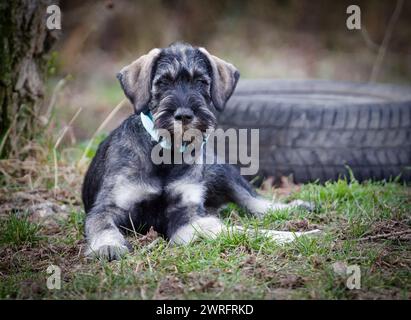 Gigante CUCCIOLO SCHNAUZER Foto Stock
