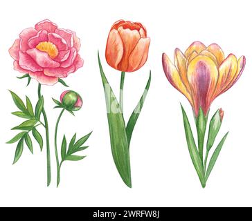 Set di fiori da giardino. Acquerello illustrazione disegnata a mano dei fiori primaverili. Peony, croco, tulipani. Illustrazioni luminose per la progettazione di matrimoni Foto Stock