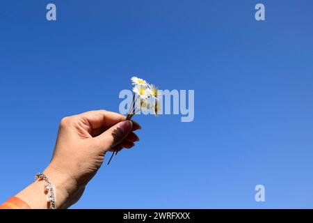 Cinque piccole margherite nella mano della donna alzata. Piccolo bouquet di margherite contro il cielo blu, giorno d'estate. Primo piano. Messa a fuoco selettiva. Copia spazio. Foto Stock