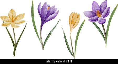 fiori di croco vettoriale di colore viola e giallo, disegnati ad acquerello, isolati su bianco. Illustrazione botanica disegnata a mano. Elementi per schede, loghi Illustrazione Vettoriale