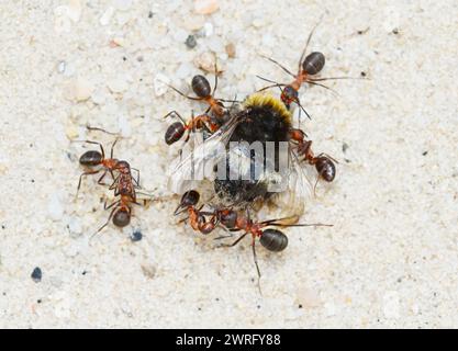 Dead Bumble Bee viene trascinato a terra da diverse formiche Red Wood, Formica rufa, New Forest UK Foto Stock