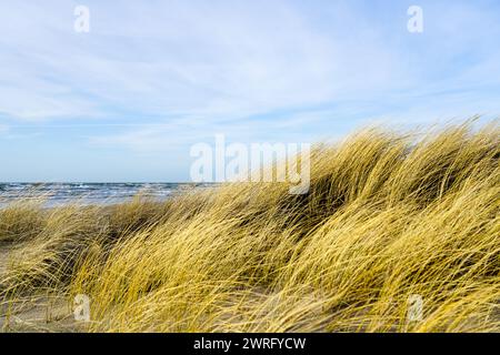 Erba secca gialla piegata al vento sullo sfondo del Mar Baltico, dune costiere erbose Foto Stock