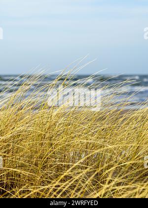 Erba secca gialla piegata al vento sullo sfondo del Mar Baltico, dune costiere erbose Foto Stock