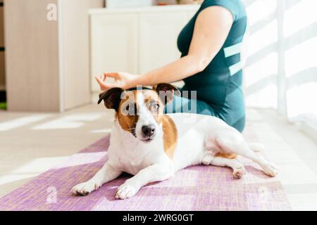 Casa per l'allenamento sportivo con animali domestici. Jack Russel Terrier, che si rilassava sul tappetino da allenamento, si unì al proprietario nelle partite sportive. figura di mezza età non riconoscibile Foto Stock
