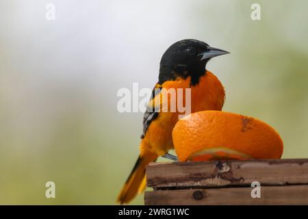 Baltimore oriole, Icterus in cerca di cibo mentre si trova su un percorso migratorio Foto Stock