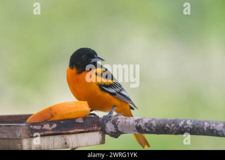 Baltimore oriole, Icterus in cerca di cibo mentre si trova su un percorso migratorio Foto Stock