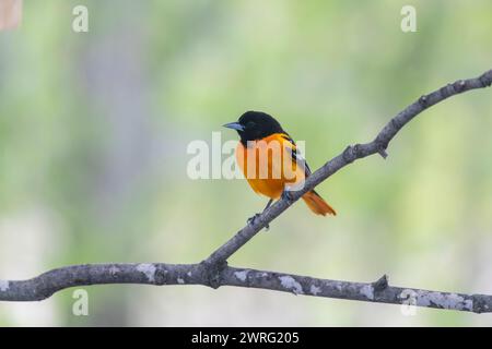 Baltimore oriole, Icterus in cerca di cibo mentre si trova su un percorso migratorio Foto Stock