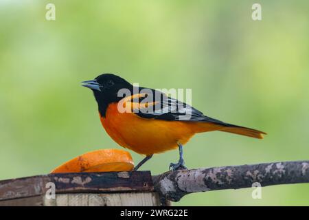 Baltimore oriole, Icterus in cerca di cibo mentre si trova su un percorso migratorio Foto Stock