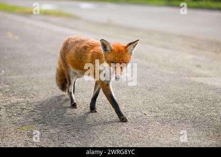Una volpe rossa urbana che si gode casualmente il sole a mezzogiorno sul ciglio della strada, abbastanza curiosa da avvicinarsi alla fotocamera senza preoccuparsi della presenza dei fotografi. Foto Stock