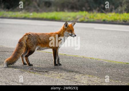 Una volpe rossa urbana che si gode casualmente il sole a mezzogiorno sul ciglio della strada, abbastanza curiosa da avvicinarsi alla fotocamera senza preoccuparsi della presenza dei fotografi. Foto Stock