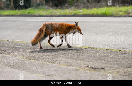 Una volpe rossa urbana che si gode casualmente il sole a mezzogiorno sul ciglio della strada, abbastanza curiosa da avvicinarsi alla fotocamera senza preoccuparsi della presenza dei fotografi. Foto Stock