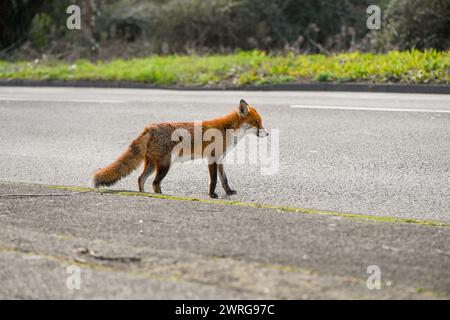 Una volpe rossa urbana che si gode casualmente il sole a mezzogiorno sul ciglio della strada, abbastanza curiosa da avvicinarsi alla fotocamera senza preoccuparsi della presenza dei fotografi. Foto Stock