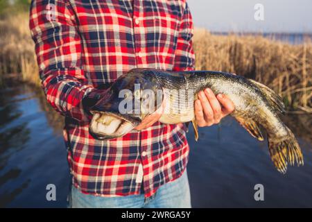 Il pescatore con la camicia rossa tiene in mano un luccio pescato su un gancio in uno stagno d'acqua dolce. Foto Stock