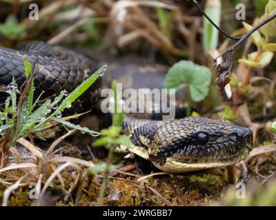 Boa del Madagascar, Sanzinia madagascariensis, Ranomafana, Ifanadiana, Vatovavy Fitovinany, Madagascar Foto Stock