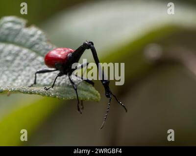 weevil, Trachelophorus giraffa, Androy, Lalangina, Haute Matsiatra, Madagascar Foto Stock