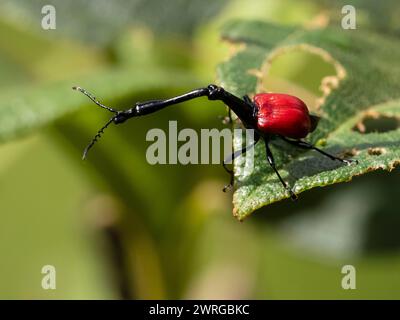 weevil, Trachelophorus giraffa, Androy, Lalangina, Haute Matsiatra, Madagascar Foto Stock