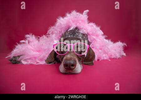 Primo piano di un puntatore tedesco a pantaloncini corti con occhiali e un boa di piume rosa steso sul pavimento Foto Stock