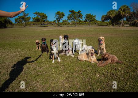 L'ombra di una donna che allena un gruppo di cani assortiti in un parco per cani, Florida, Stati Uniti Foto Stock