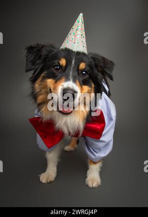 Ritratto di un cane da pastore australiano Black Tri che indossa un cappello da festa, un papillon, un gilet e una camicia Foto Stock