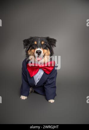 Ritratto di un cane da pastore australiano Happy Black Tri che indossa un completo e un papillon Foto Stock