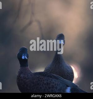 Due anatre color castagno (Anas castanea) retroilluminate nella nebbia mattutina, Australia Foto Stock