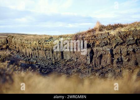 Vista sui torbieri nelle Highlands scozzesi. La torba appena tagliata dalla palude si trova sulla prateria vicino al bestiame, mostrando lo scarico della torbiera Foto Stock