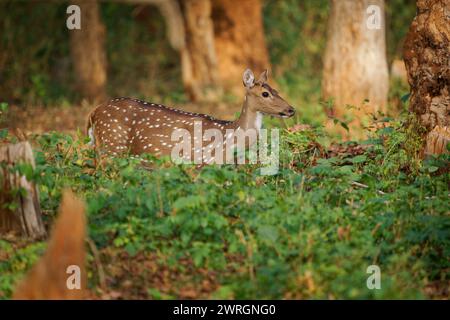 Chital o cheetal - asse dell'asse anche cervi macchiati, nativi del subcontinente indiano, ritratto nella giungla indiana, madre femminile. Foto Stock