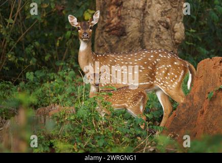 Chital o cheetal - l'asse dell'asse ha anche avvistato cervi, nativi del subcontinente indiano, ritratto nella giungla indiana, madre femminile con giovane sucki di vitello Foto Stock