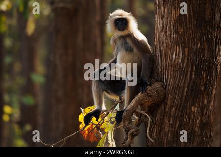 Malabar Sacro langur o langur grigio dai piedi neri - Semnopithecus hypoleucos è una scimmia del Vecchio mondo, che si trova nel sud dell'India, maschio di guardia sull'albero b Foto Stock