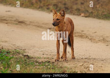 Dhole o Asiatico, indiano o Red Wild Dog on the Road - cuon alpinus è canide originario dell'Asia, geneticamente vicino alle specie del genere Canis, li Foto Stock
