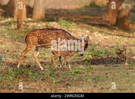 Chital o cheetal - l'asse dell'asse ha anche avvistato cervi, nativi del subcontinente indiano, ritratto nella giungla indiana, madre femminile con giovane sucki di vitello Foto Stock