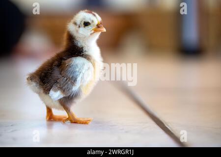 Gleusdorf, Germania. 12 marzo 2024. Un bantam di quattro giorni si trova sul pavimento piastrellato di una cucina. Il tempo di Pasqua si avvicina. Crediti: Pia Bayer/dpa/Alamy Live News Foto Stock