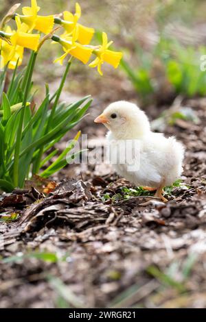 Gleusdorf, Germania. 12 marzo 2024. Un bantam di quattro giorni corre verso alcuni narcisi. Il tempo di Pasqua si avvicina. Crediti: Pia Bayer/dpa/Alamy Live News Foto Stock