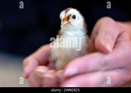 Gleusdorf, Germania. 12 marzo 2024. Due mani tengono una ragazza di quattro giorni. Il tempo di Pasqua si avvicina. Crediti: Pia Bayer/dpa/Alamy Live News Foto Stock