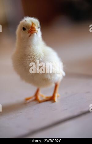 Gleusdorf, Germania. 12 marzo 2024. Un bantam di quattro giorni si trova sul pavimento piastrellato di una cucina. Il tempo di Pasqua si avvicina. Crediti: Pia Bayer/dpa/Alamy Live News Foto Stock