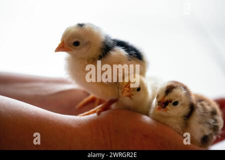 Gleusdorf, Germania. 12 marzo 2024. Tre pulcini bantam di quattro giorni si siedono su due palme. Il tempo di Pasqua si avvicina. Crediti: Pia Bayer/dpa/Alamy Live News Foto Stock