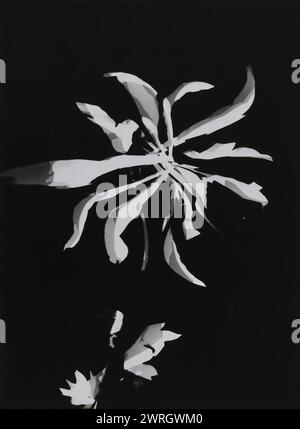 Fotogramma dei fiori, 1926. Collezione privata Foto Stock