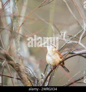 Carolina Wren (Thryothorus ludovicianus) nel Blackwater National Wildlife Refuge. Maryland. Stati Uniti d'America Foto Stock