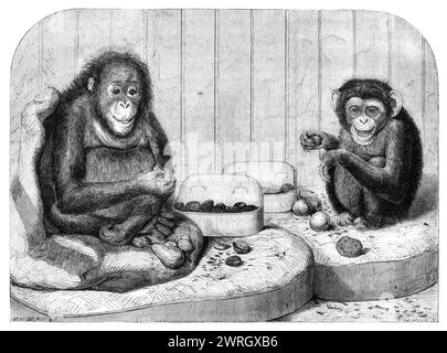 Lo scimpanzé e l'ourang-outang presso i giardini della società Zoologica, Regent's Park, 1864. 'La nuova casa delle scimmie recentemente eretta contiene esemplari di entrambe le specie di scimmie più conosciute, solitamente chiamate "Antropoide", dalla loro somiglianza con l'umanità. Questi sono gli ourang (simia satyrus) e lo scimpanzé (Troglodytes niger)...l'ourang è una giovane donna di circa quattro anni...nel suo stato nativo l'ourang si trova solo nel Borneo e in alcune parti di Sumatra...lo scimpanzé, anche una giovane donna... è stata portata a Liverpool dall'ultimo piroscafo della West Coast di Foto Stock
