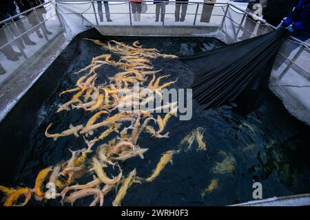 Storioni di albino vivi nella gabbia dell'allevamento ittico. Foto Stock